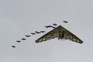 geese, plane, puy du fou