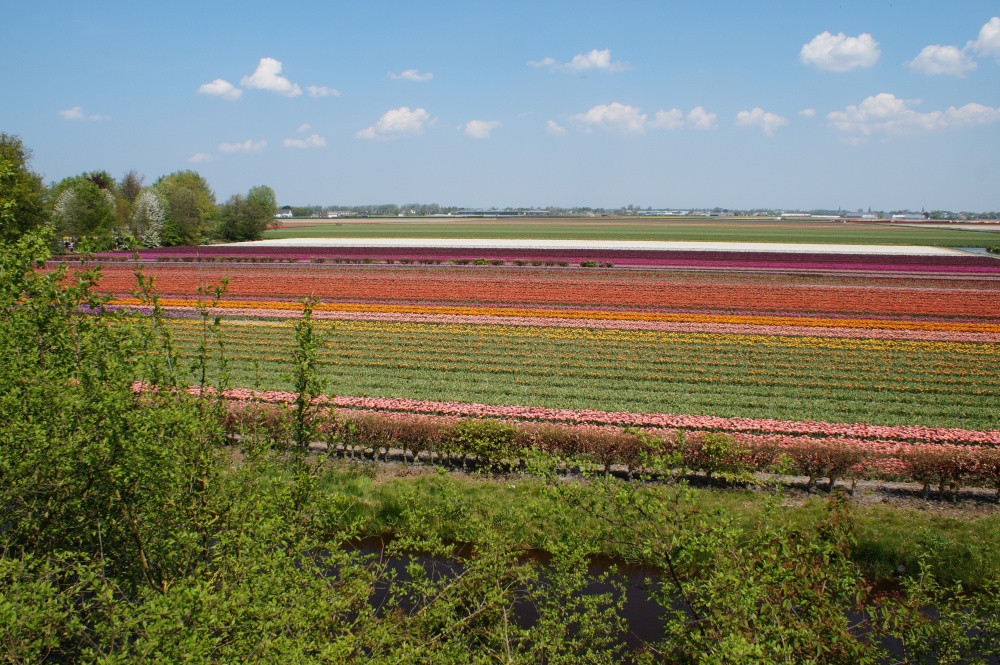 2016-05-Keukenhof-006
