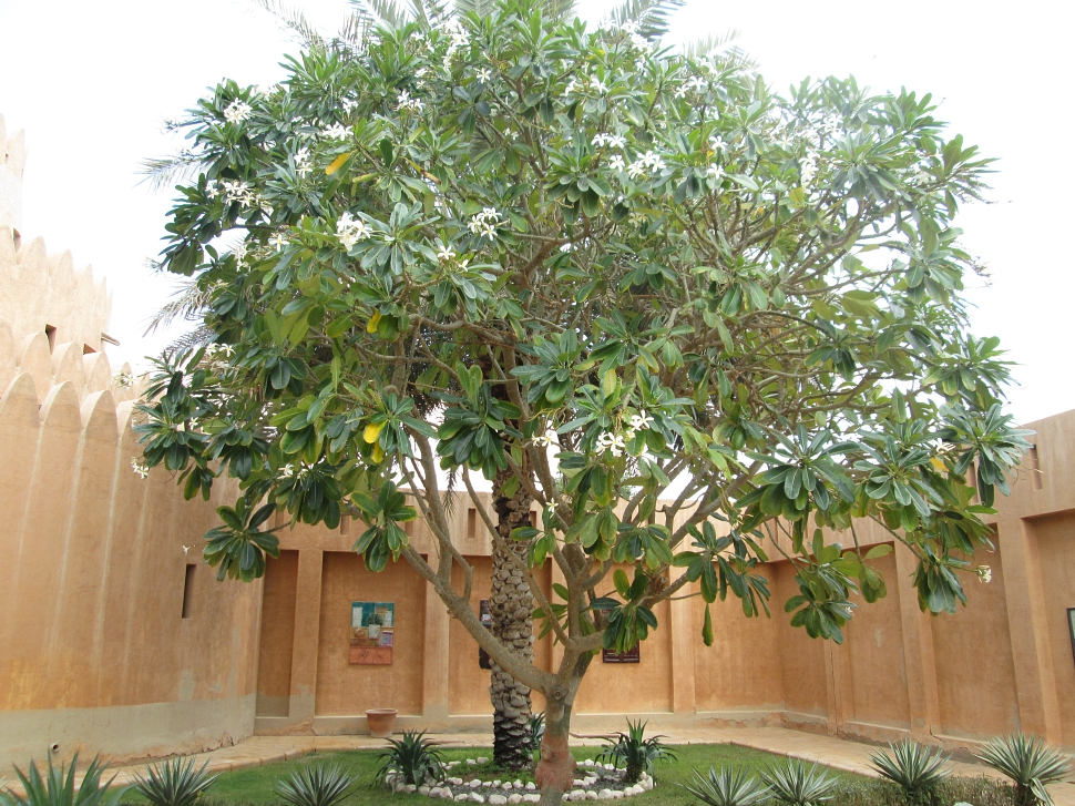 2019-03-Dubai-097