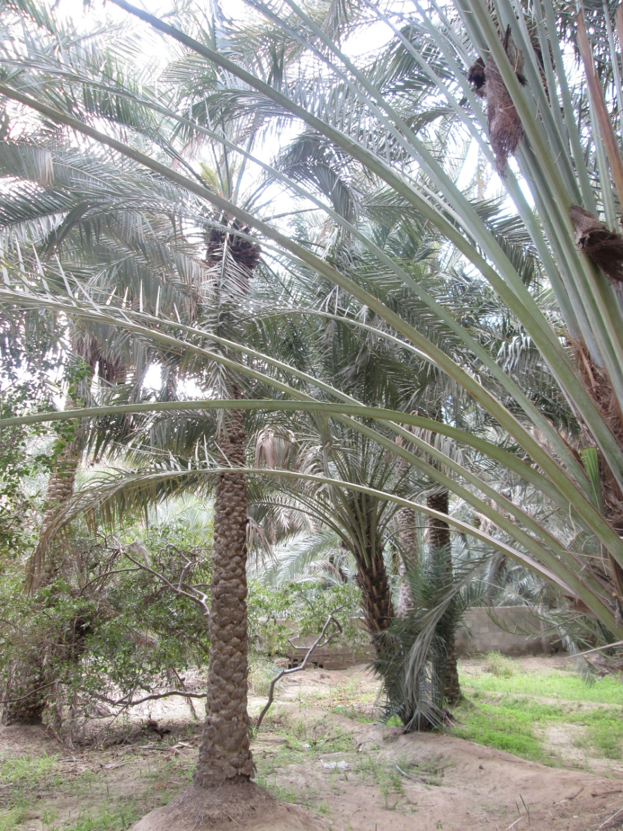 2019-03-Dubai-108