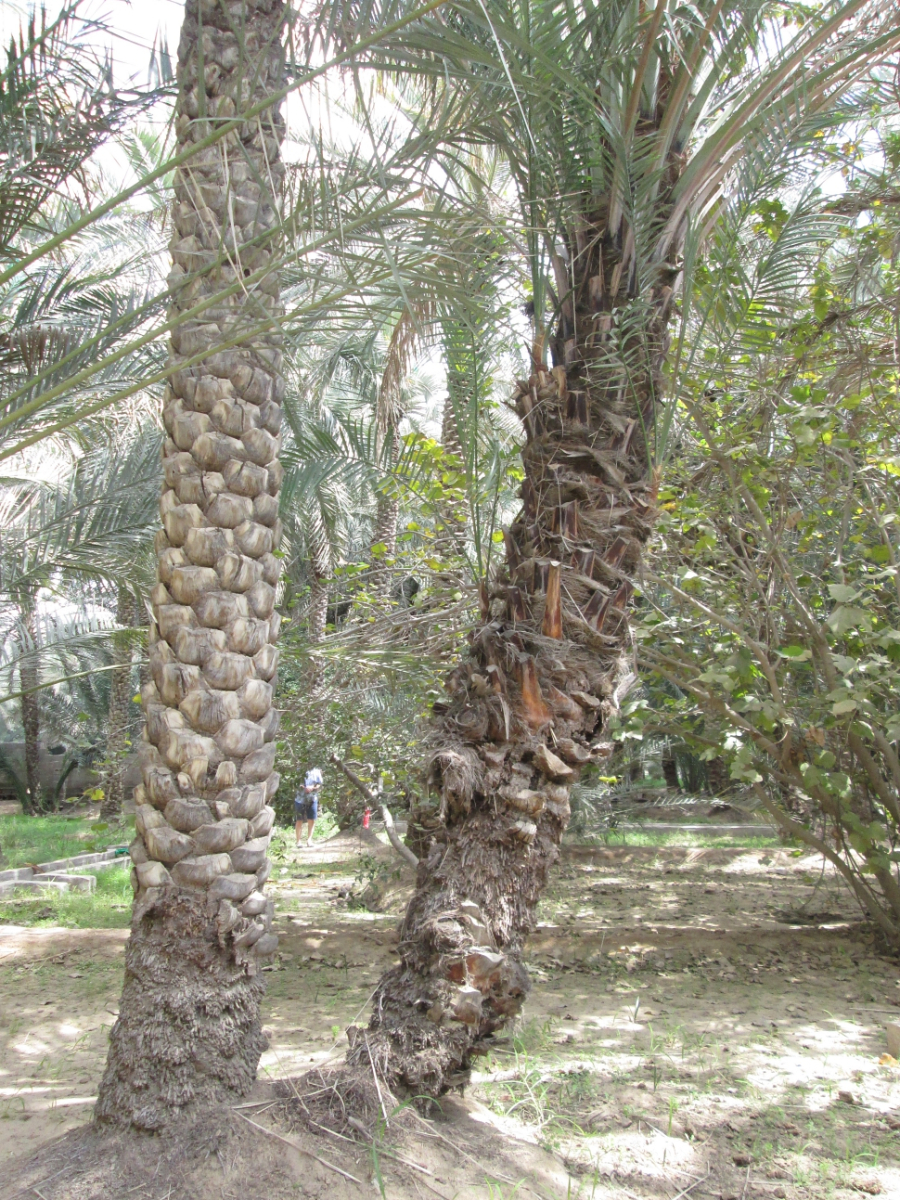 2019-03-Dubai-109