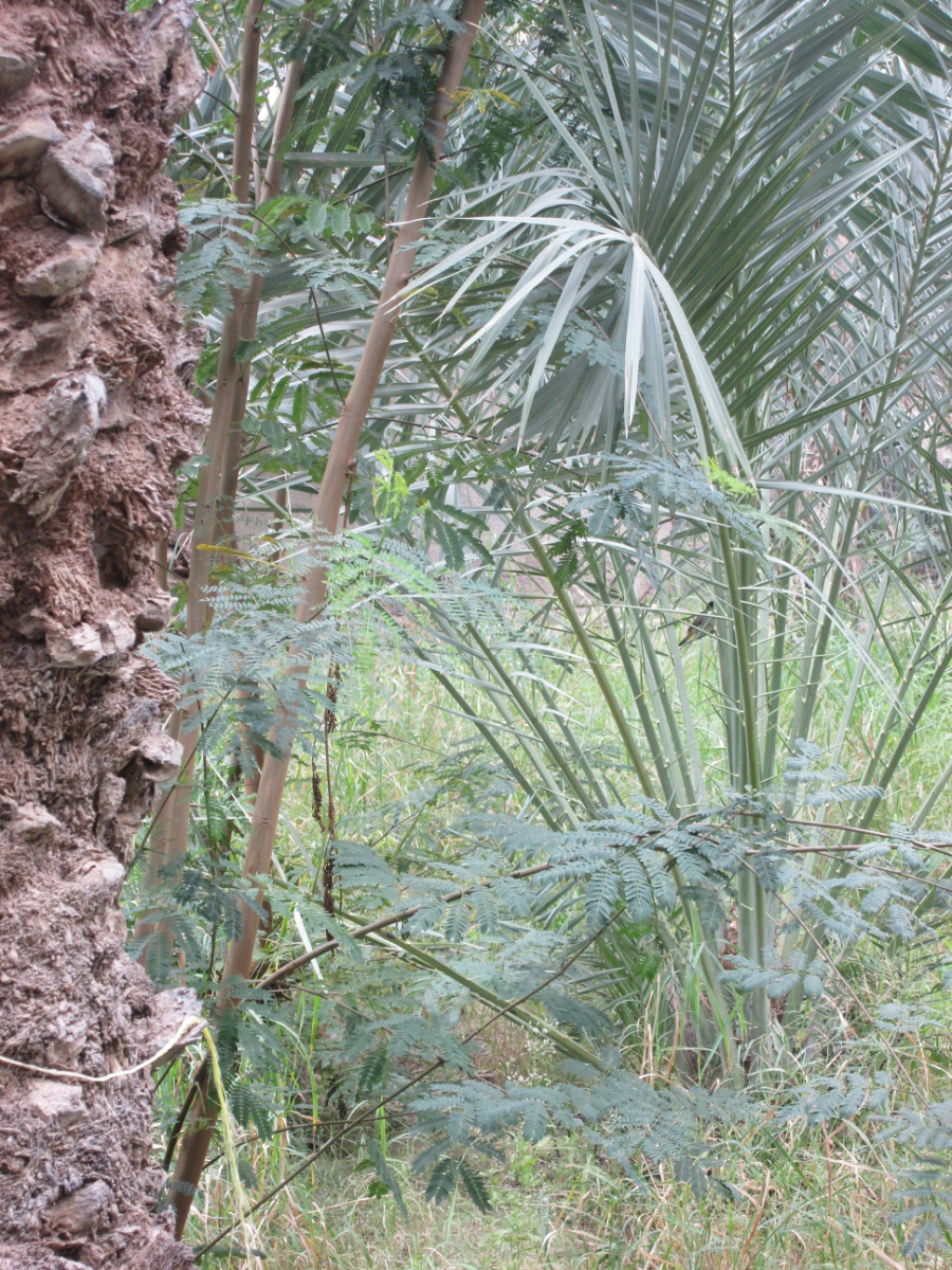 2019-03-Dubai-110