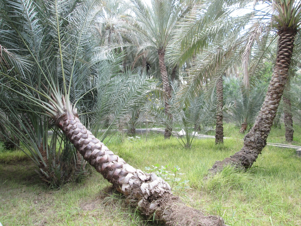 2019-03-Dubai-111