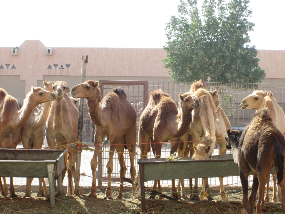 2019-03-Dubai-119