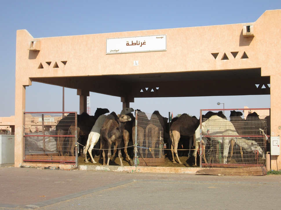2019-03-Dubai-120