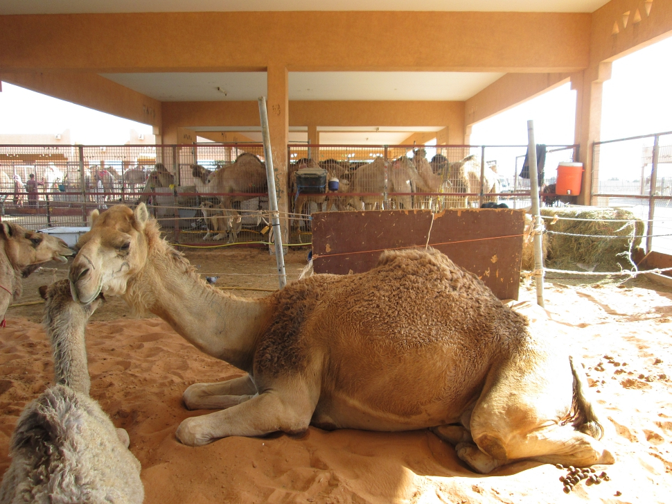 2019-03-Dubai-122