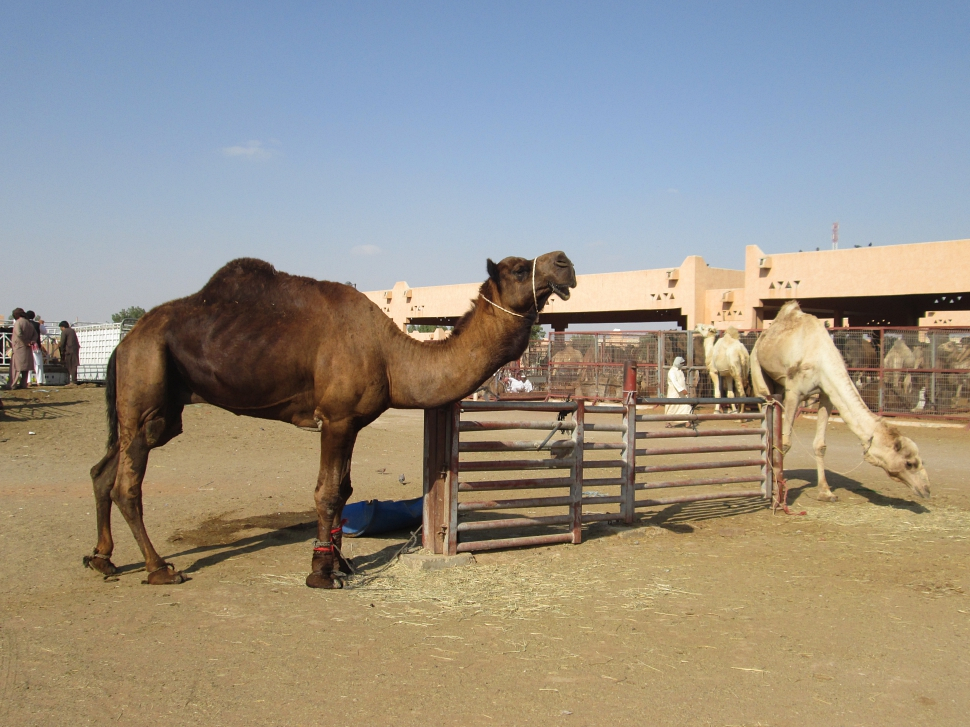 2019-03-Dubai-123