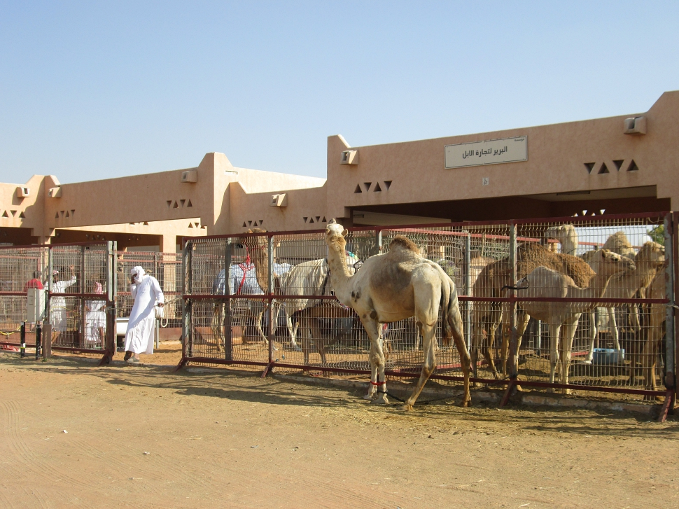 2019-03-Dubai-124