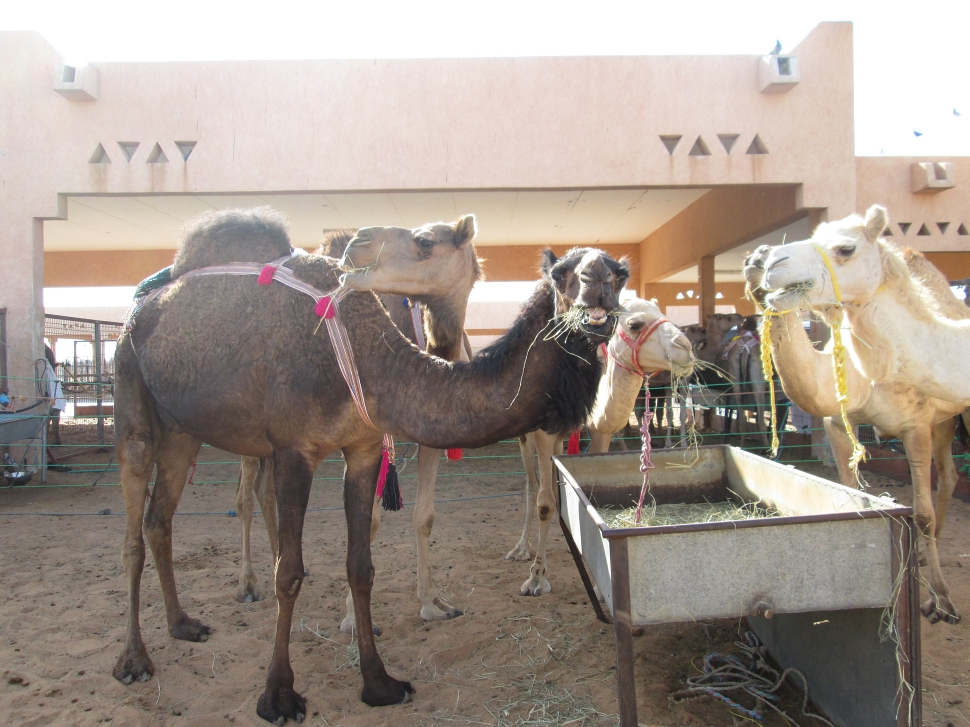 2019-03-Dubai-125