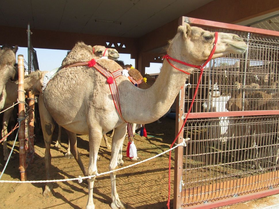 2019-03-Dubai-126