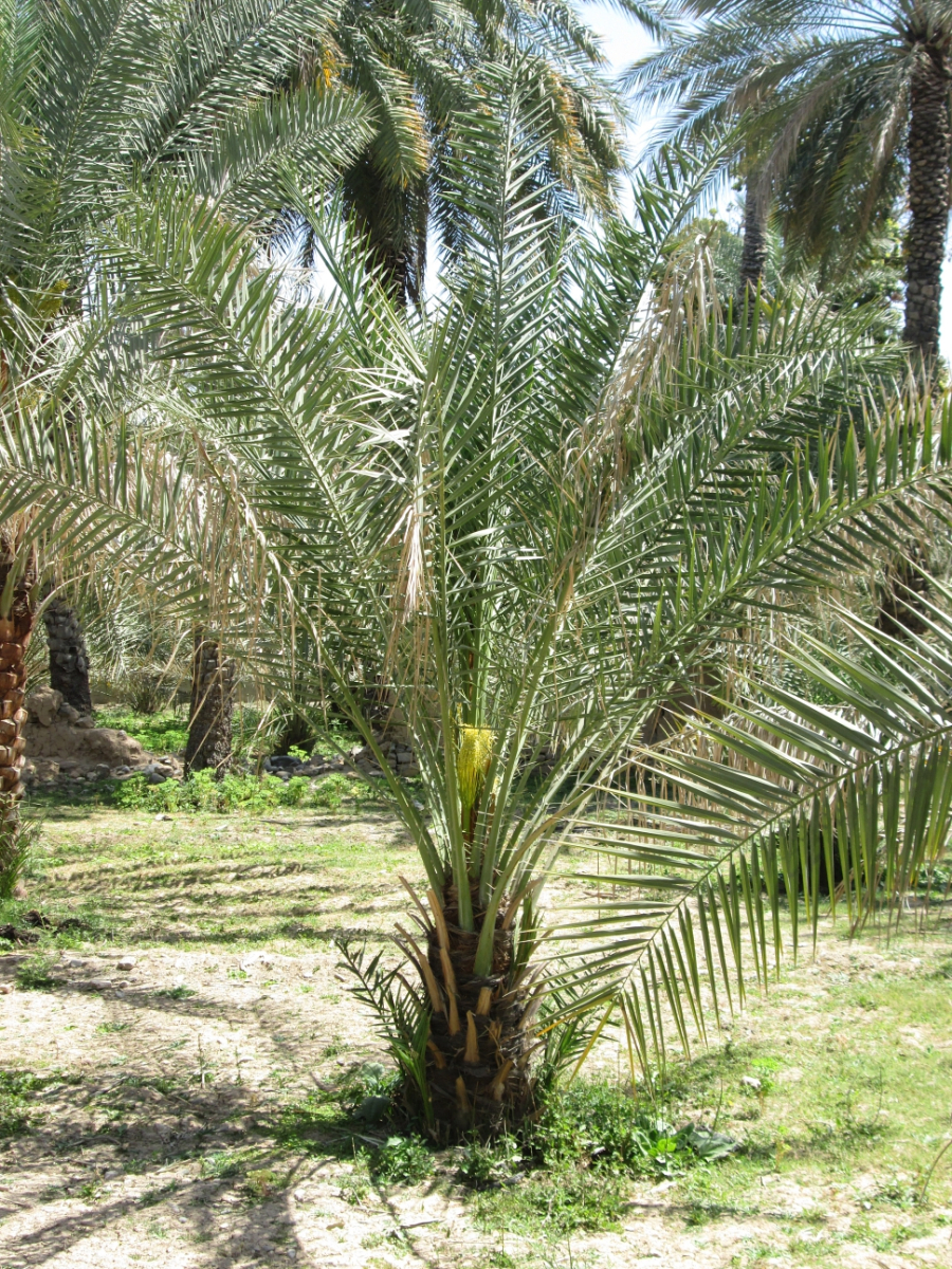 2019-03-Dubai-147