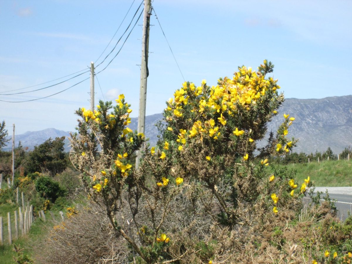 2025-05-Irlande-011