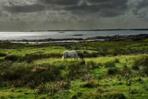 connemara, pony, horse