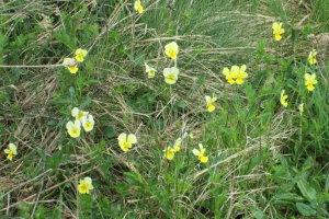 2018-04-Plombieres-011