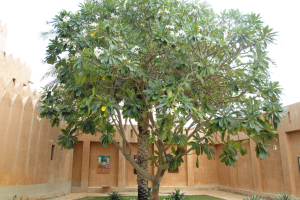 2019-03-Dubai-097