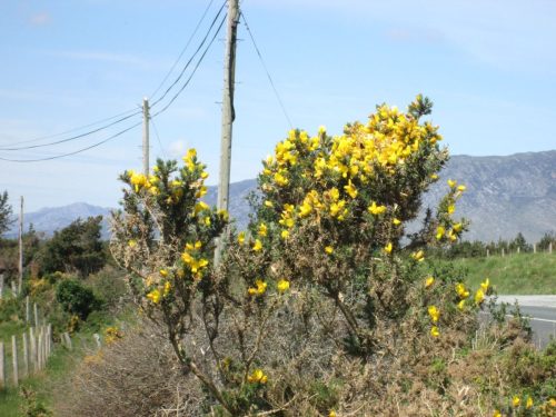 2025-05-Irlande-011